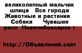 великолепный мальчик шпица - Все города Животные и растения » Собаки   . Чувашия респ.,Новочебоксарск г.